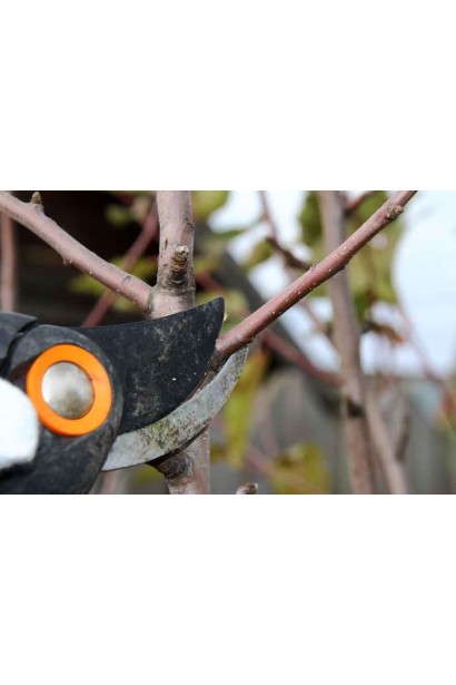 Абрикос колоновидный Компанило обрезка